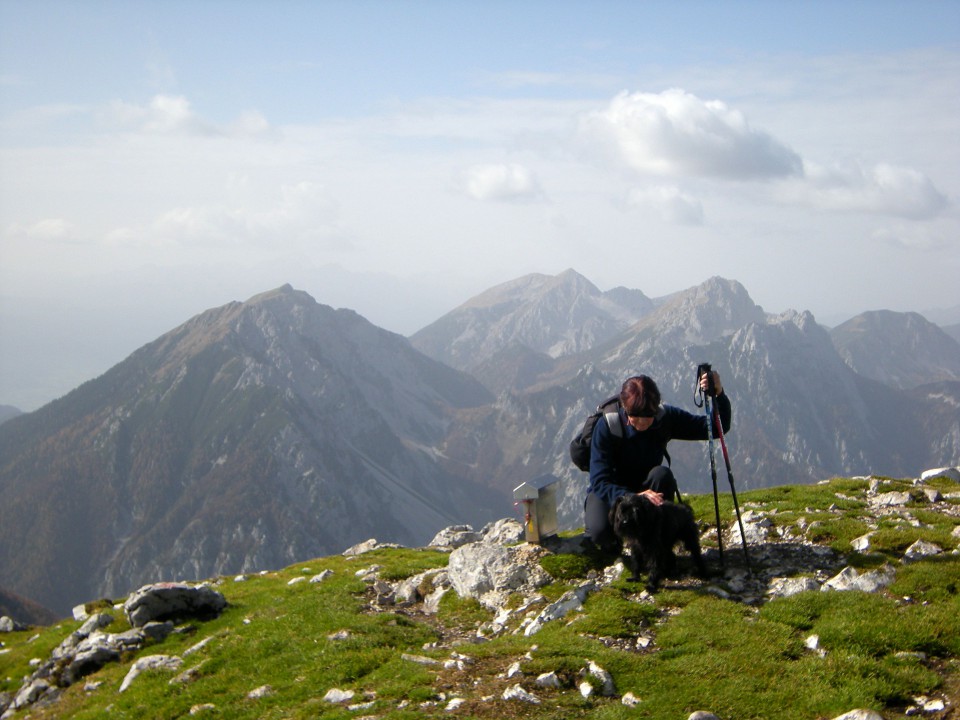 Kosuta - foto povečava