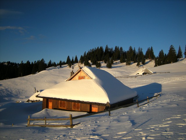 Gojška planina