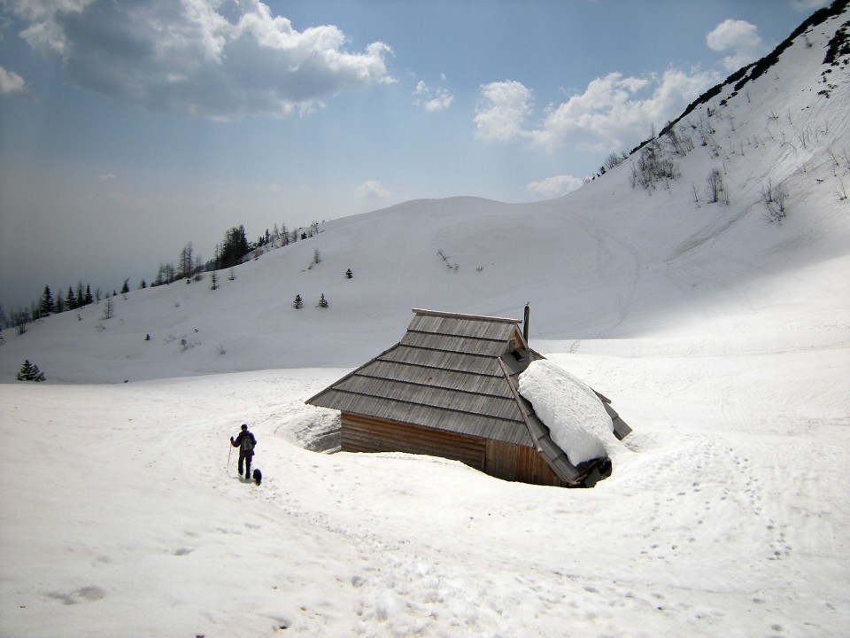 Koren,Kompotevna,Kosuta - foto povečava