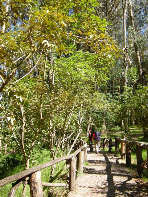 Ekvador Park evkaliptusa in slap - foto