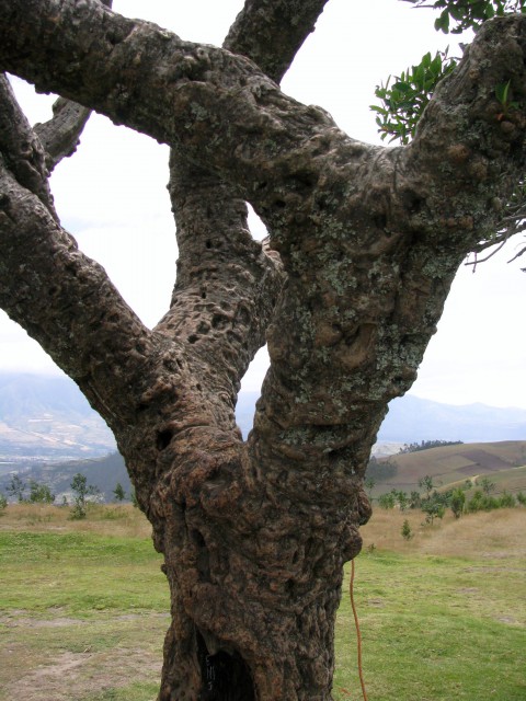 Ekvador  Jezero San Pablo - foto