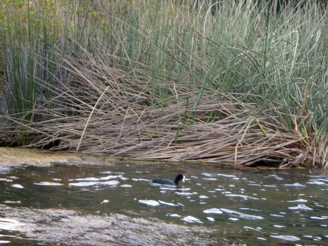 Ekvador Jezero in vulkan Cotacachi - foto