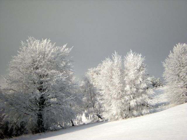 Zimska Mrzlica - foto