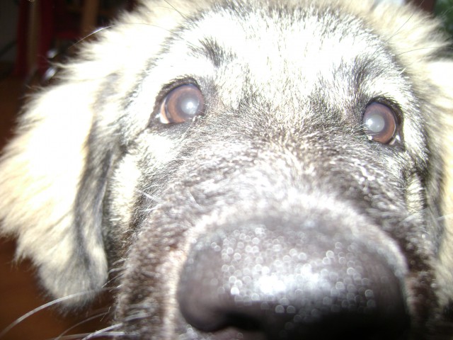 The dog-Lava - foto