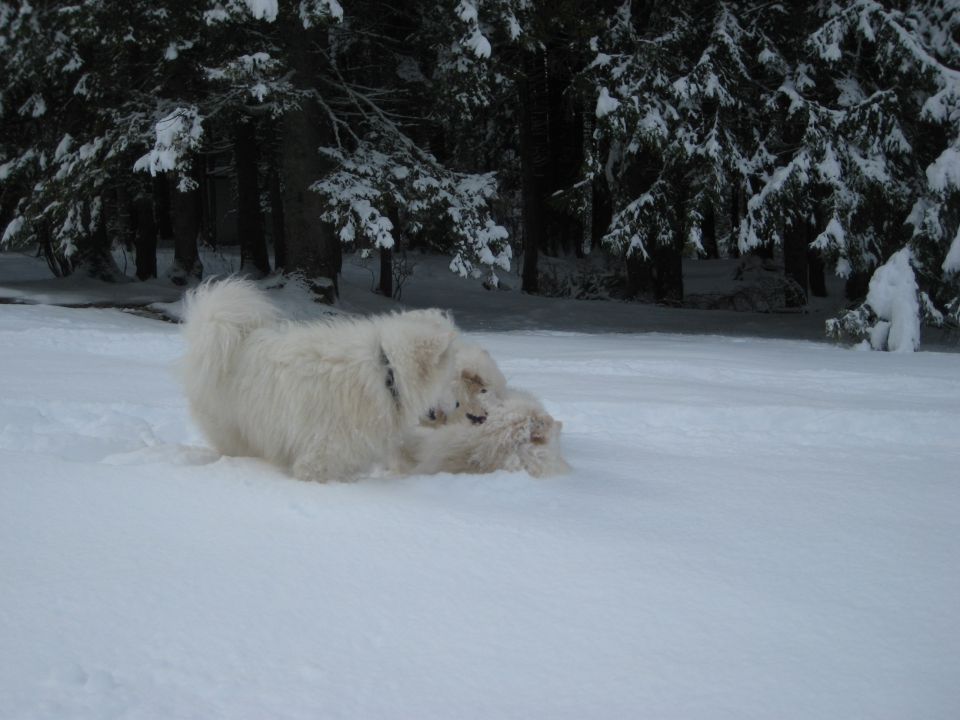 TAMAR,DECEMBER 2009 - foto povečava