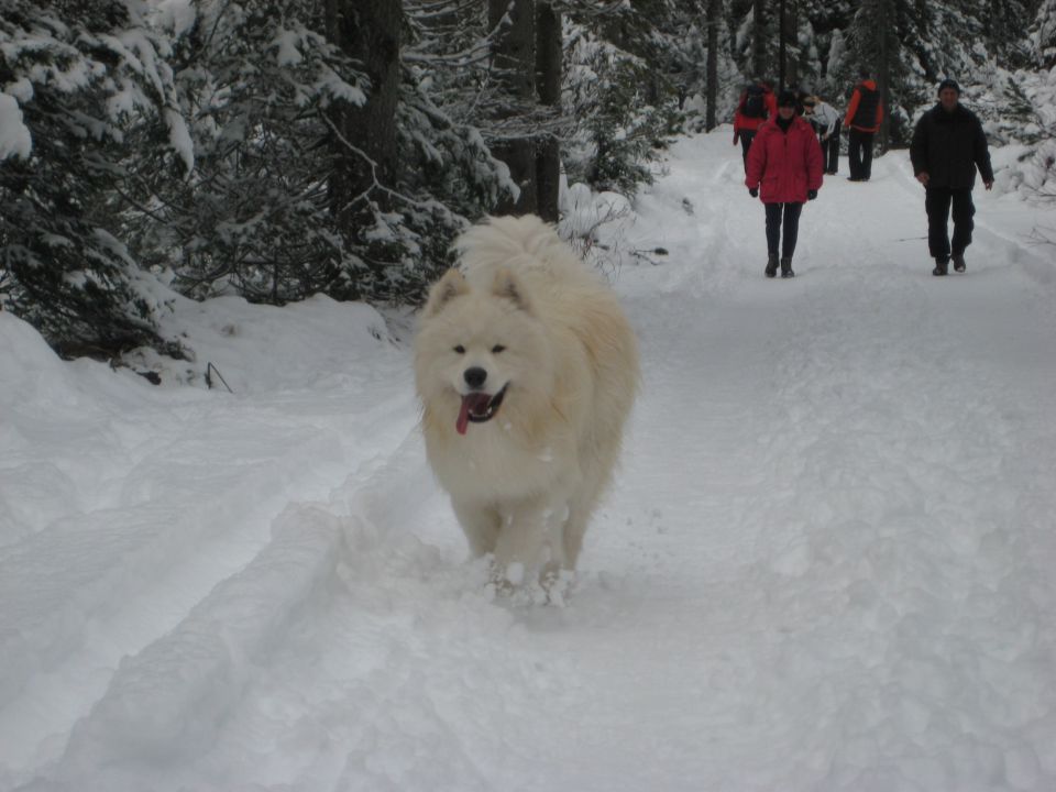 TAMAR,DECEMBER 2009 - foto povečava