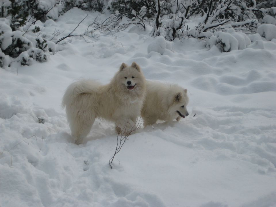 TAMAR,DECEMBER 2009 - foto povečava