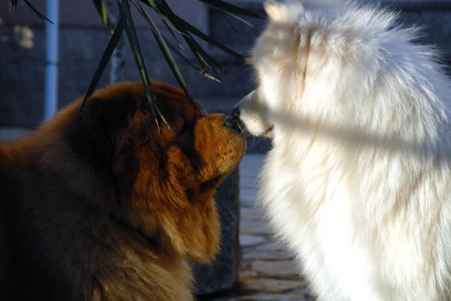 Chow-chow-Kan in samojed-Kan