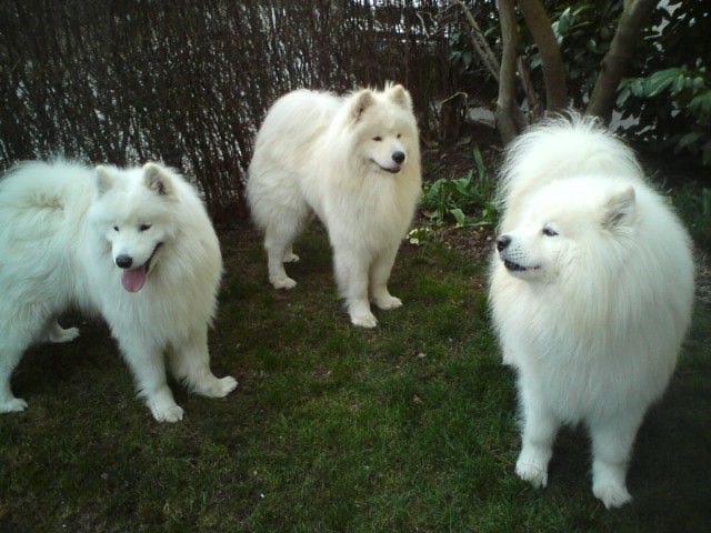 samojed