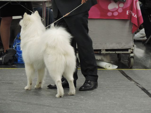 CACIB Nűrnberg,11.01.2014 - foto