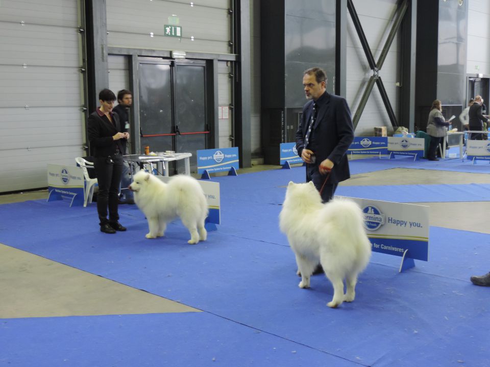 CACIB LJUBLJANA, 19.01.2014 - foto povečava