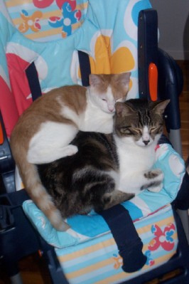 Cili&frutti - foto povečava