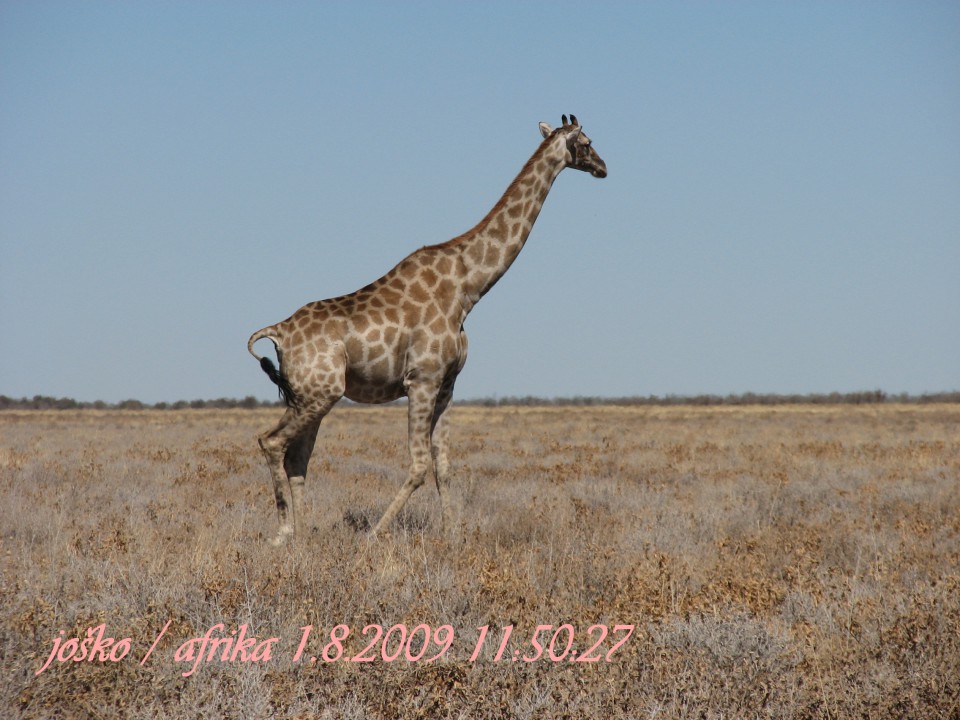 Afrika 2009  - začnite od zadaj !!! - foto povečava