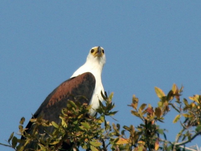 Afrika 2009  - začnite od zadaj !!! - foto