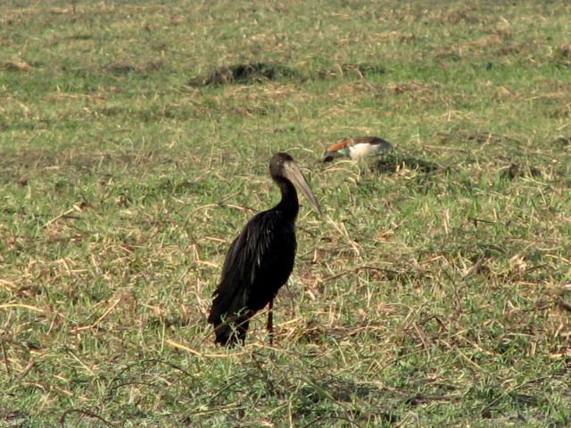 Afrika 2009  - začnite od zadaj !!! - foto