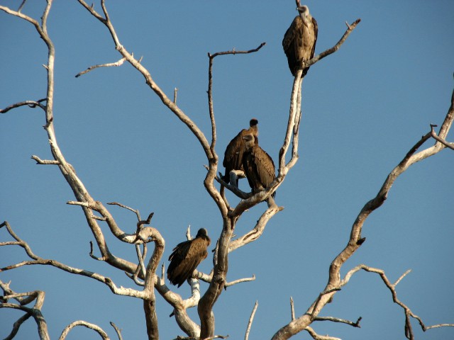 Afrika 2009  - začnite od zadaj !!! - foto