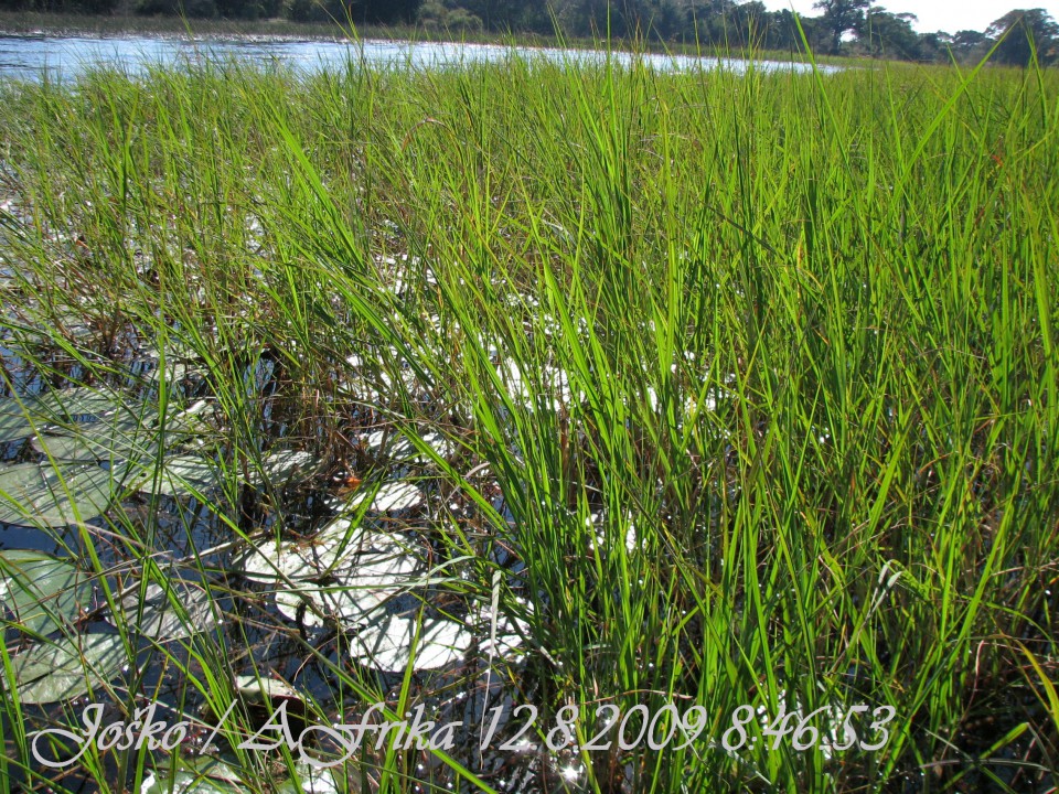 Afrika 2009  - začnite od zadaj !!! - foto povečava