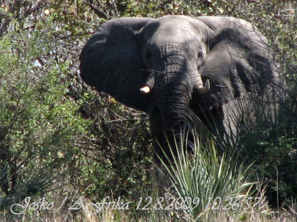 Afrika 2009  - začnite od zadaj !!! - foto povečava