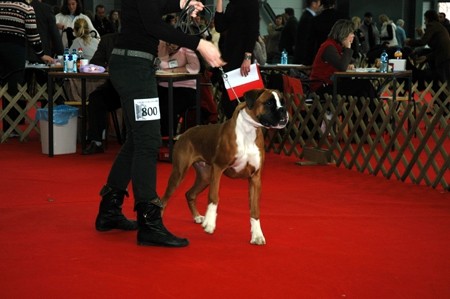 CACIB Ljubljana&Tromostovje 2008 - foto povečava