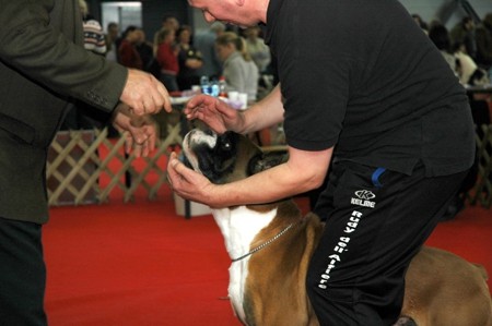 CACIB Ljubljana&Tromostovje 2008 - foto
