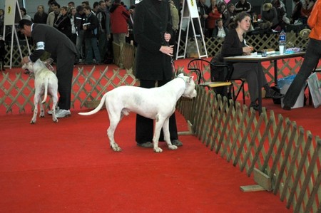 CACIB Ljubljana&Tromostovje 2008 - foto