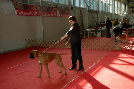 CAC Celje, 24.2.2008 - foto povečava