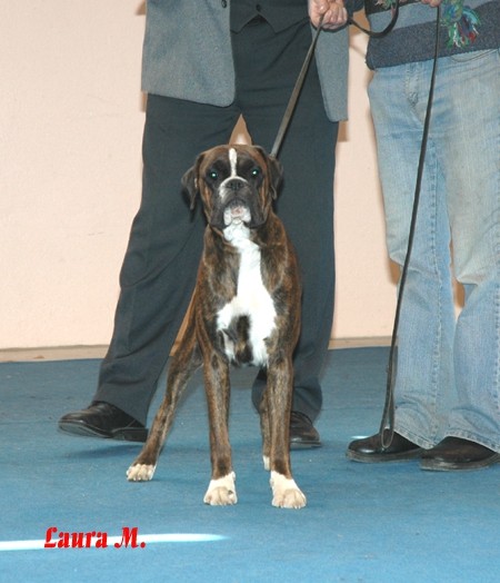 CACIB Celje, 20.4.2008 - foto