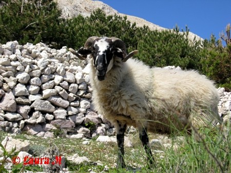 Baška, 29.4. - 4.5.2008 - foto