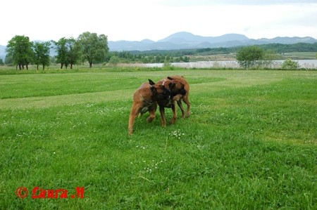 Bokser - piknik II., Velenje - 17.5.2008 - foto povečava