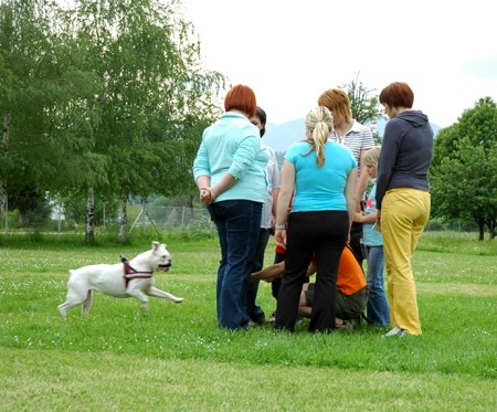 Bokser - piknik II., Velenje - 17.5.2008 - foto povečava