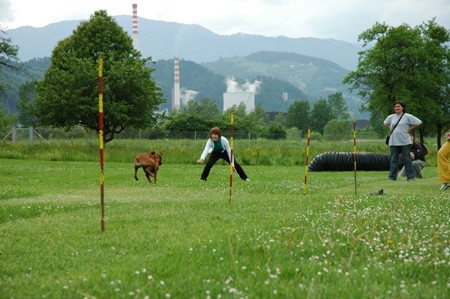 Bokser - piknik II., Velenje - 17.5.2008 - foto povečava