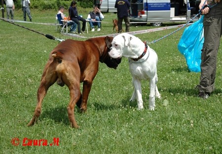 KLNB razstava, 8.6.2008 - foto