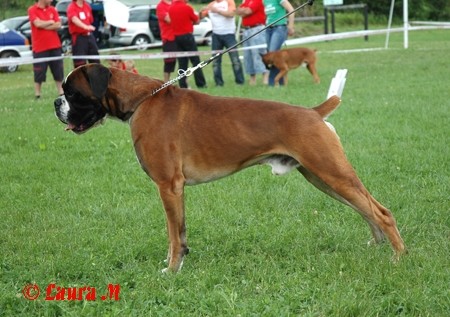 KLNB razstava, 8.6.2008 - foto povečava