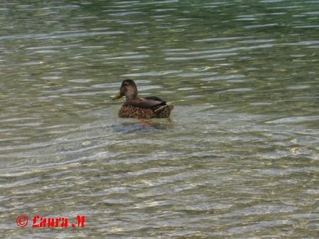 Soča - foto