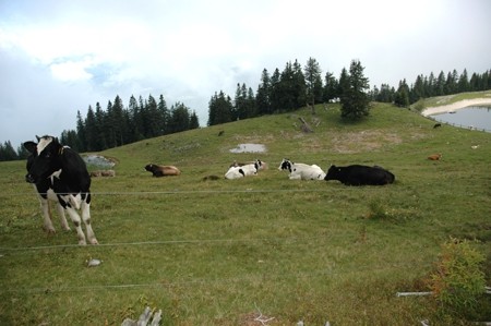 Golte, Ližnjan - 8.8.-17.8.2008 - foto povečava