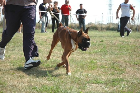 Jahressieger Avstrija, sept. 2008 - foto povečava