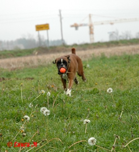 DCG bokserji - 9.11.2008 - foto povečava