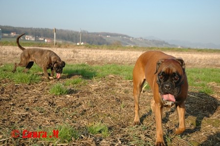 Diva in DCG prijatelji, 16.11.2008 - foto povečava