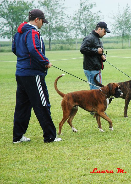 RAVANGRAD BOXER CUP 2010 - foto povečava