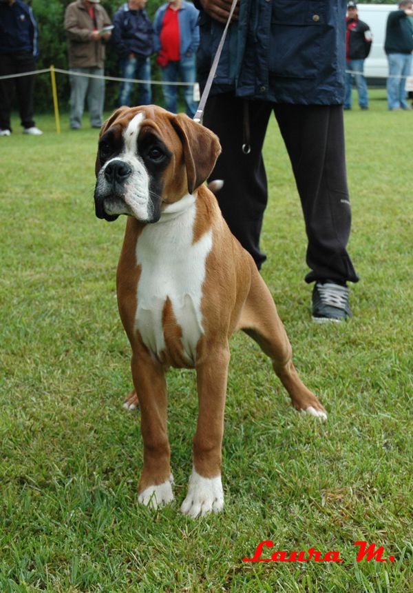 RAVANGRAD BOXER CUP 2010 - foto povečava