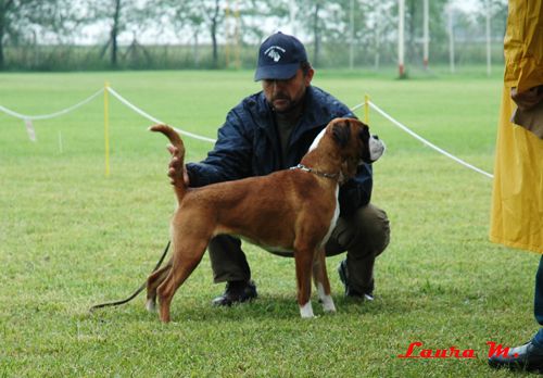 RAVANGRAD BOXER CUP 2010 - foto