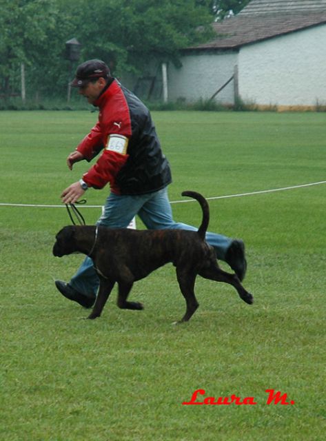 RAVANGRAD BOXER CUP 2010 - foto