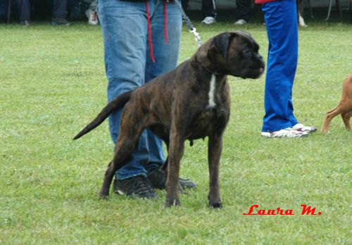 RAVANGRAD BOXER CUP 2010 - foto