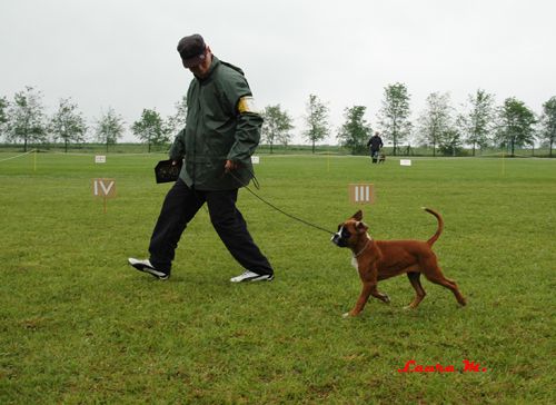 RAVANGRAD BOXER CUP 2010 - foto povečava