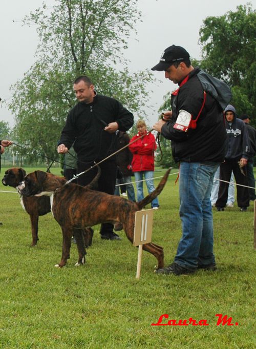 RAVANGRAD BOXER CUP 2010 - foto povečava