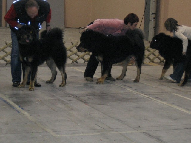Tibetanski mastifi