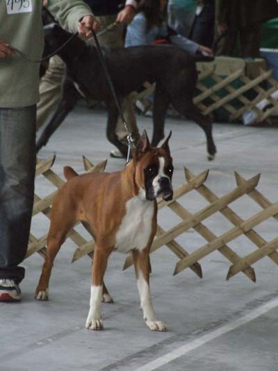 CAC Celje, 25.2.2007 - foto