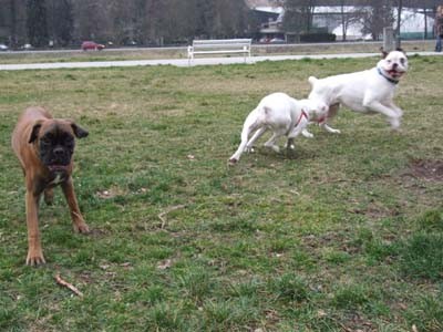 Diva, DeeDee, Age, Tara - foto povečava