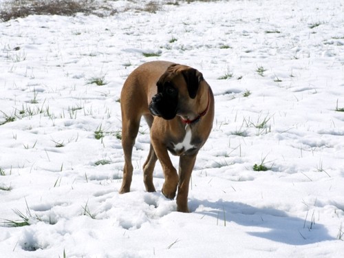 Zima, 22.3.07 - foto povečava