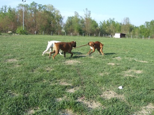 BOKSER PIKNIK, Sneberje-22.4.07 - foto povečava